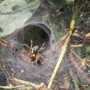 Agelena labyrinthica (Clerck, 1758) - Agélène à labyrinthe (femelle)