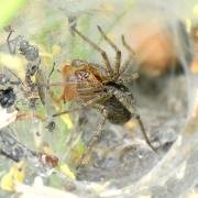 Agelena labyrinthica (Clerck, 1758) - Agélène à labyrinthe (mâle)