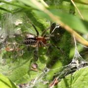 Agelena labyrinthica (Clerck, 1758) - Agélène à labyrinthe (mâle)