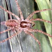 Allagelena gracilens (C.L. Koch, 1841) - Araignée gracieuse (femelle)