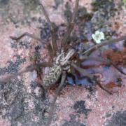 Eratigena atrica (C.L. Koch, 1843) - Tégénaire des maisons