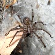 Tegenaria parietina (Fourcroy, 1785) - Tégénaire des murs