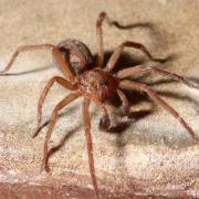 Eratigena picta (Simon, 1870)