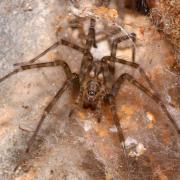 Tegenaria ferruginea (Panzer,1804 ) (ex Malthonica)
