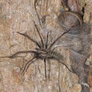 Eratigena atrica (C.L. Koch, 1843) - Tégénaire des maisons