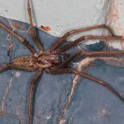 Eratigena atrica (C.L. Koch, 1843) - Tégénaire des maisons
