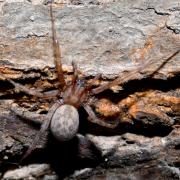 Tegenaria domestica (Clerck, 1758) - Tégénaire domestique