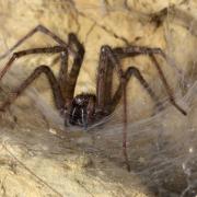 Tegenaria sp 