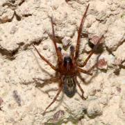 Amaurobius similis (Blackwall, 1861)