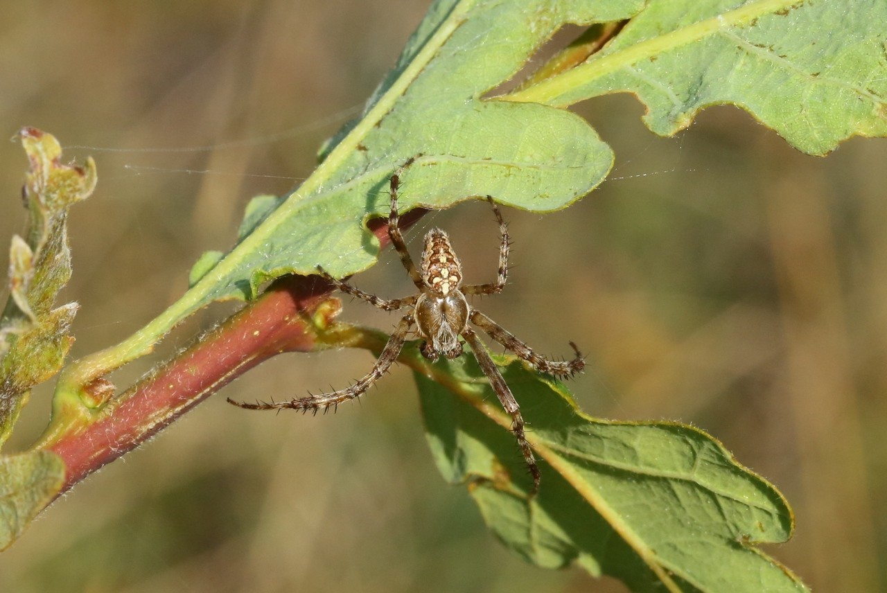 Araneus diadematus Clerck, 1758 - Epeire diadème (mâle)