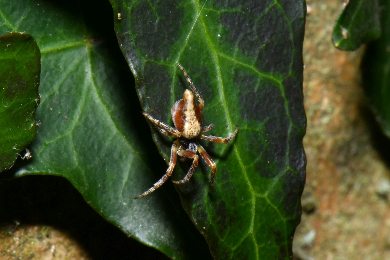 Cyclosa conica (Pallas, 1772) - Epeire conique (femelle)