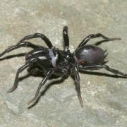 Atypus piceus (Sulzer, 1776) (mâle)