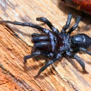 Atypus piceus (Sulzer, 1776) - (mâle)