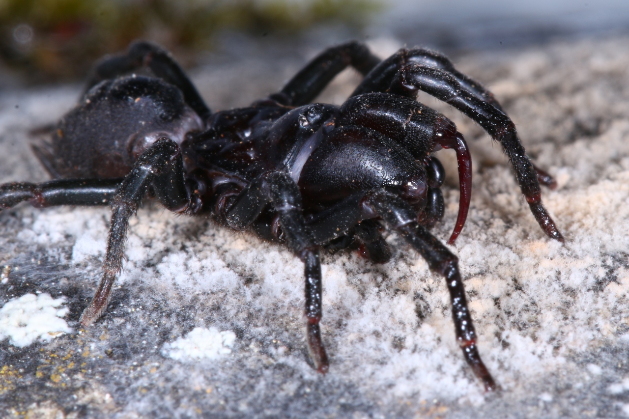Atypus piceus (Sulzer, 1776) (mâle)