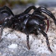 Atypus piceus (Sulzer, 1776) (mâle)