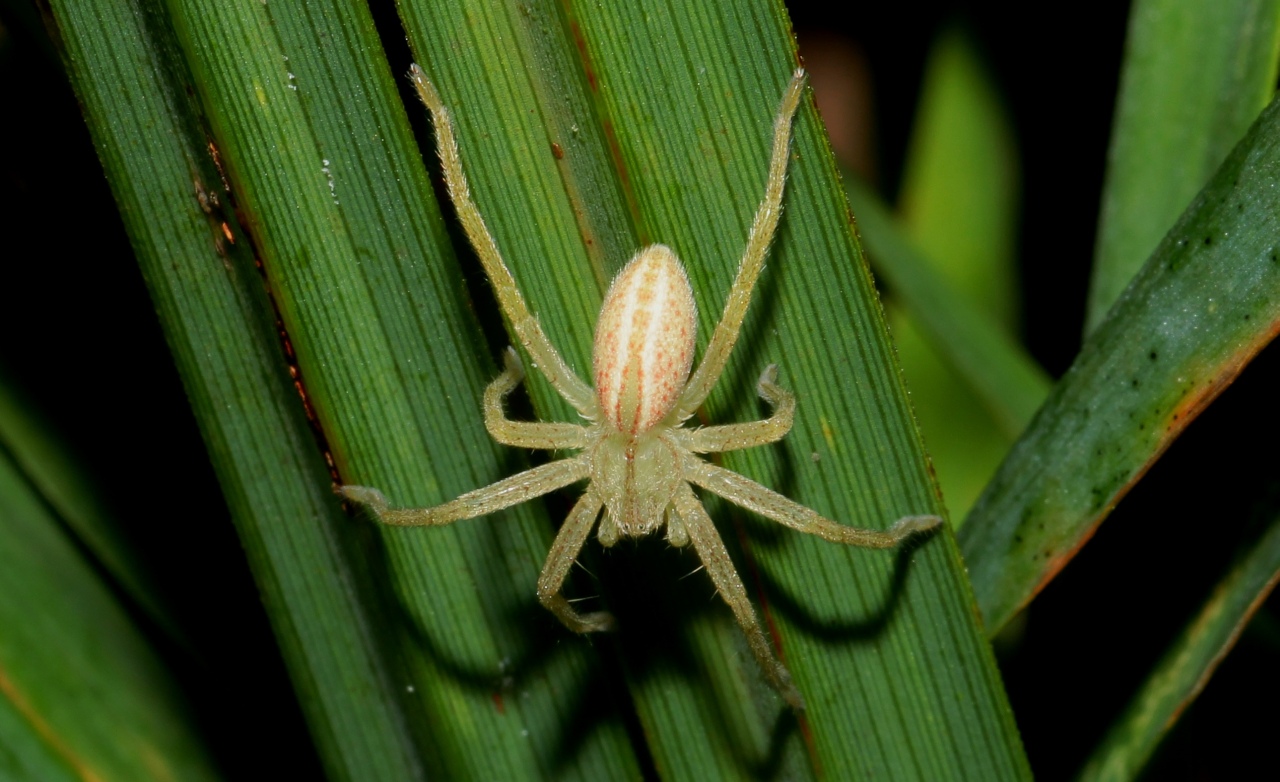 Micrommata virescens ornata (Walckenaer, 1802) - Micrommate Emeraude f. ornata (femelle)