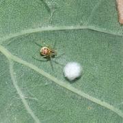Theridion varians Hahn, 1833 (femelle et son cocon)