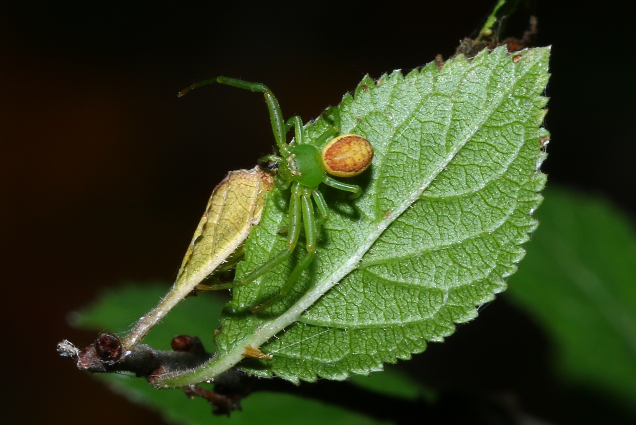Diaea dorsata (Fabricius, 1777) - Thomise tricolore (femelle)