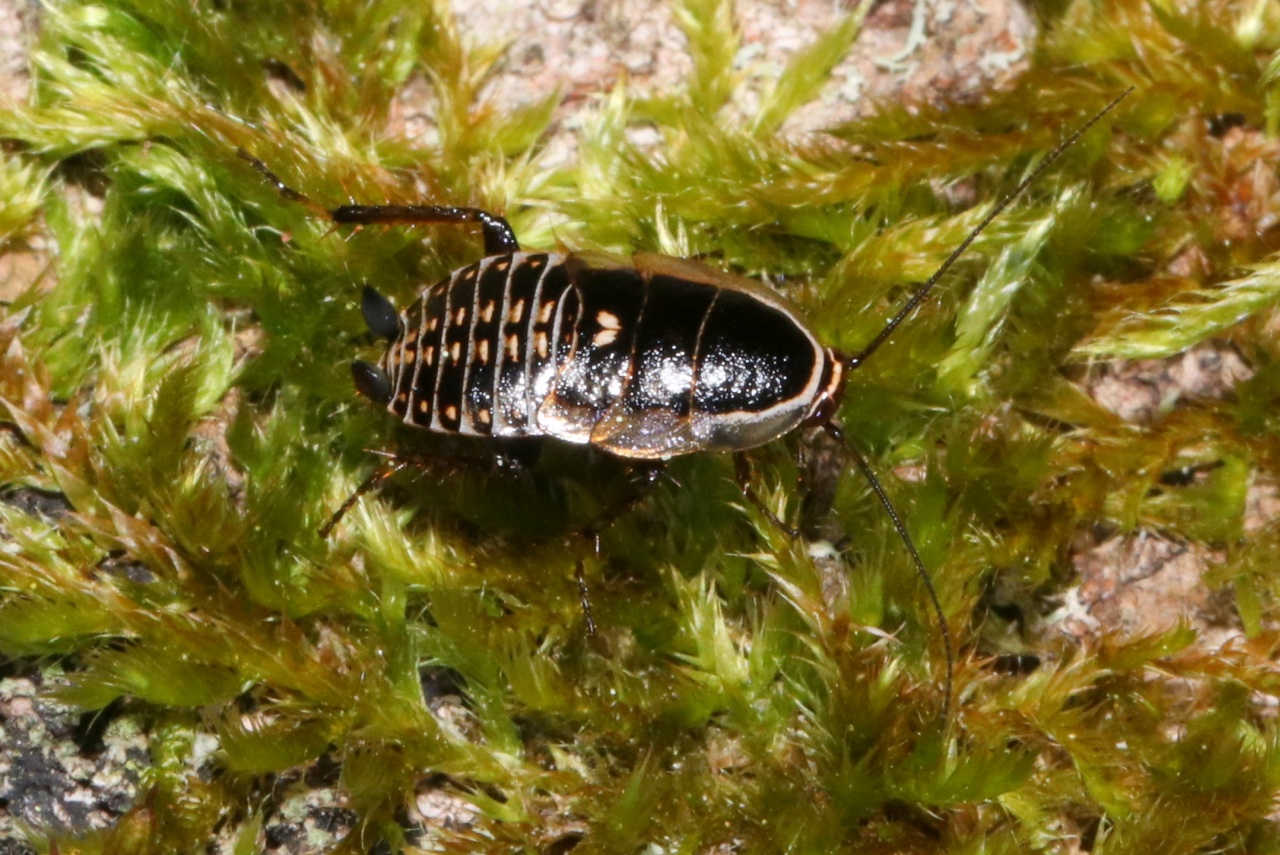 Ectobius lucidus (Hagenbach, 1822) - Blatte brillante (larve)