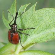 Tatianaerhynchites aequatus (Linnaeus, 1767) - Rhynchite rouge du Pommier