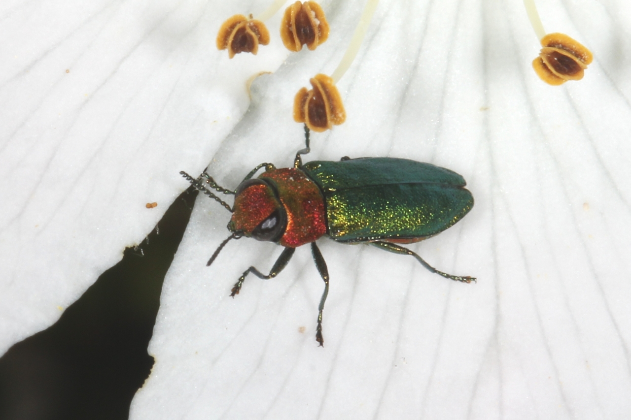 Anthaxia nitidula (Linnaeus, 1758) - Anthaxie brillante (femelle)