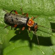 Cantharis nigricans (O.F. Müller, 1776) - Cantharide noircissante