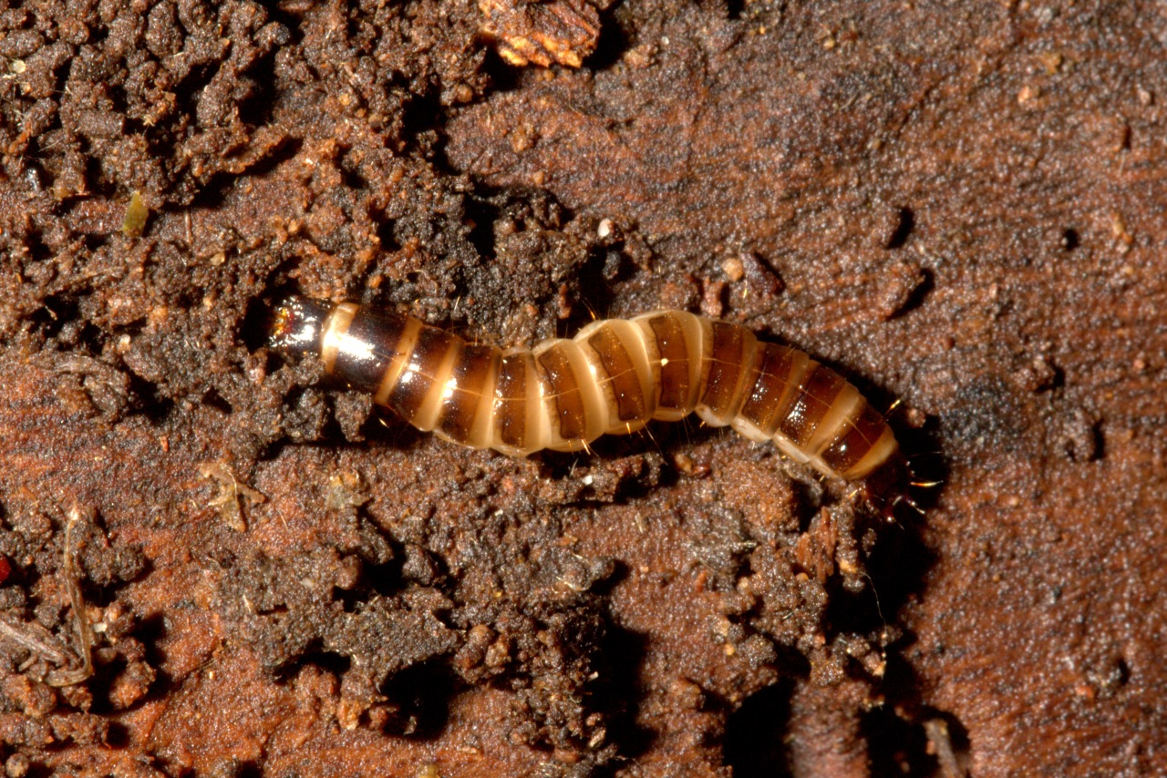 Pterostichinae (larve)