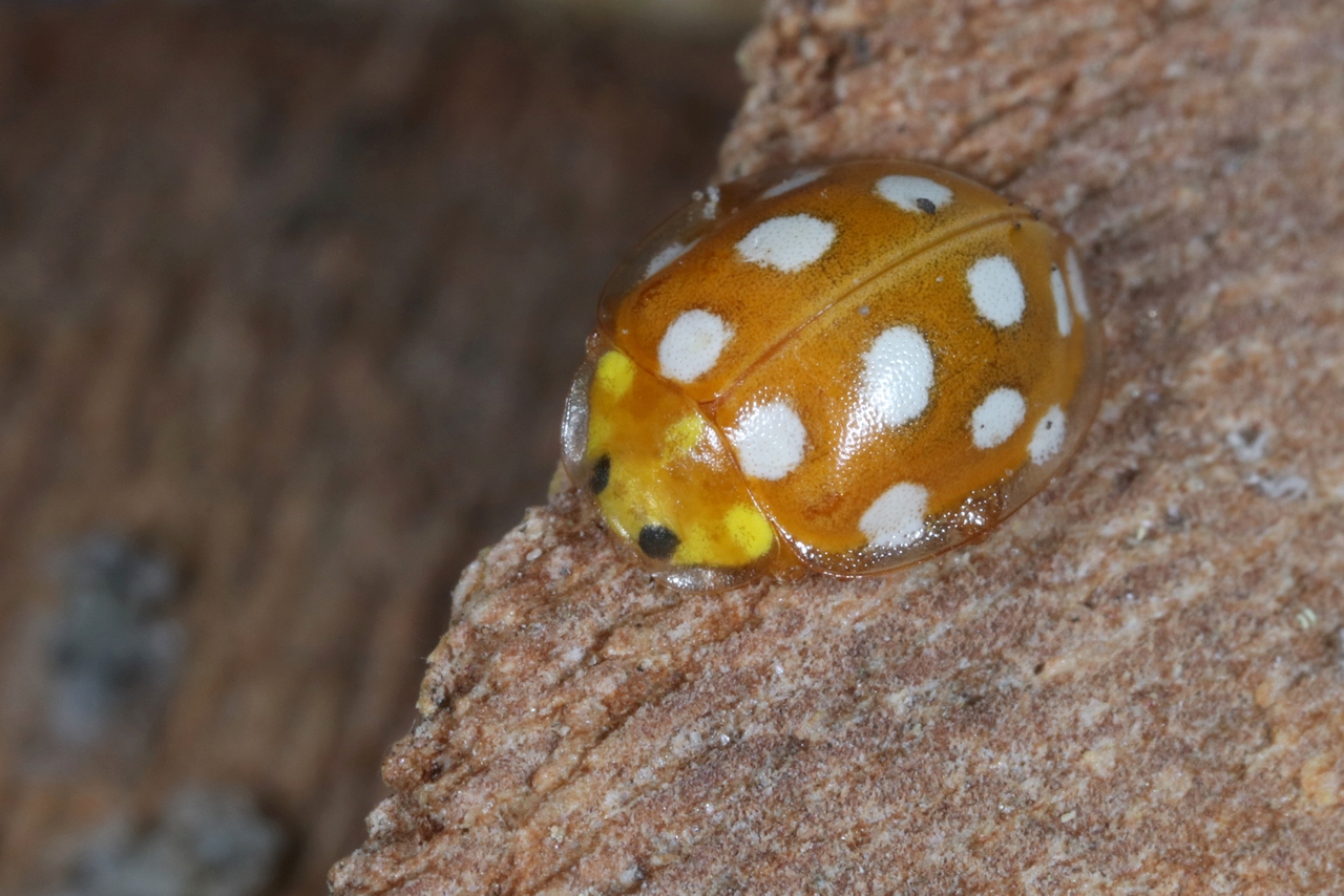 Halyzia sedecimguttata (Linnaeus, 1758) - Grande Coccinelle orange