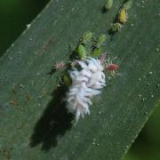 Scymnini indéterminé (larve)