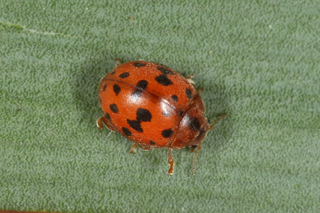 Subcoccinella vigintiquatuorpunctata (Linnaeus, 1758) - Coccinelle à 24 points