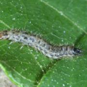 Dasytidae (larve)