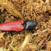 Ampedus sanguineus (Linnaeus, 1758) - Taupin à étuis rouges