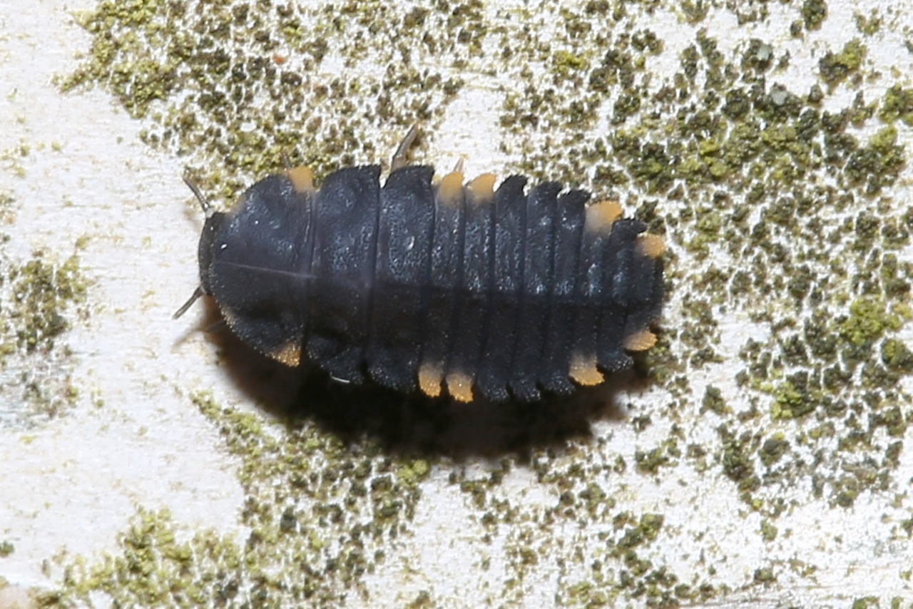 Endomychus coccineus (Linnaeus, 1758) - Fausse Coccinelle (Larve)