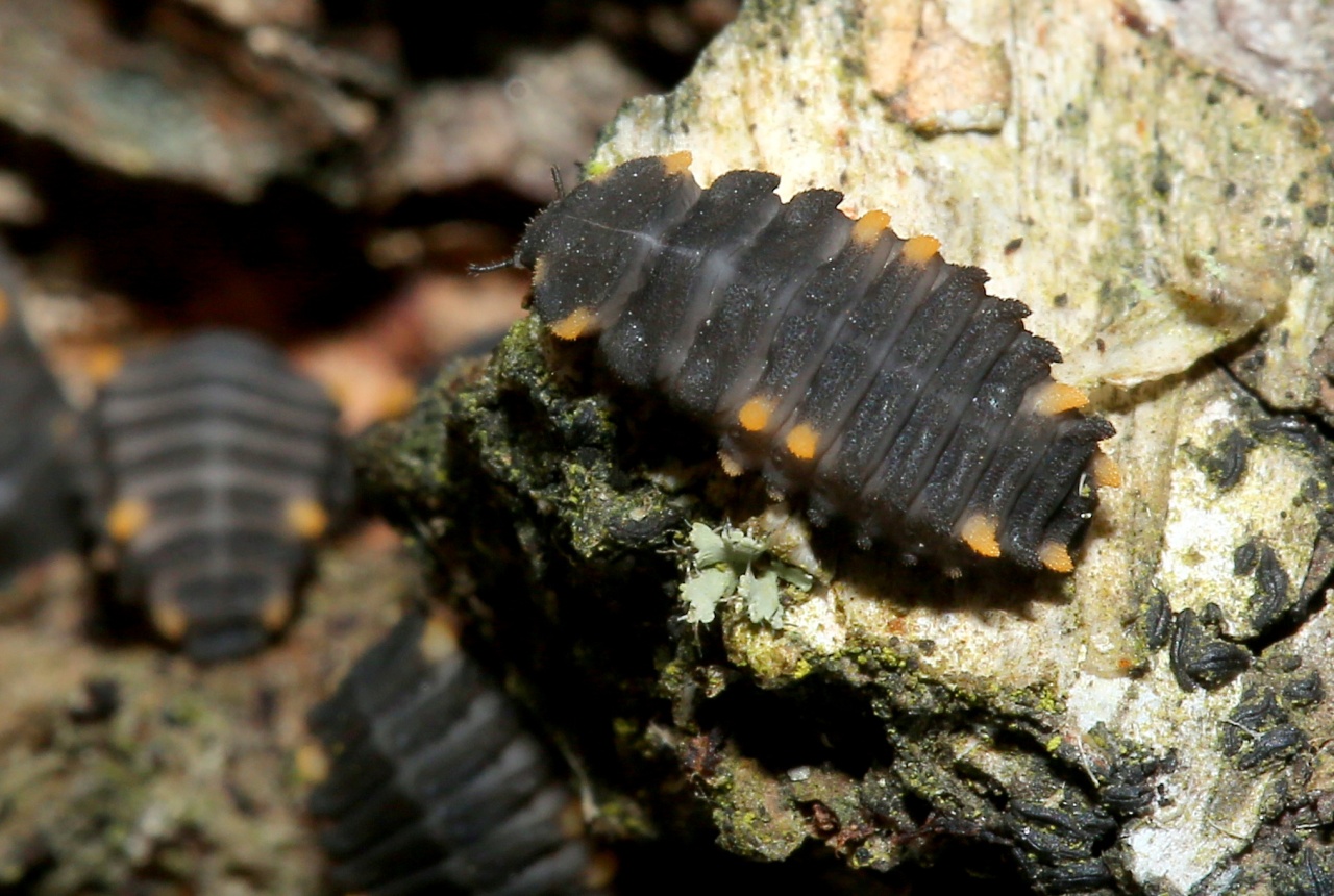 Endomychus coccineus (Linnaeus, 1758) - Fausse Coccinelle (Larves)