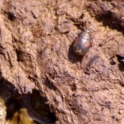 Sphaeridium scarabaeiodes (Linnaeus, 1758) - Dermeste-tortue à tâche rouge 