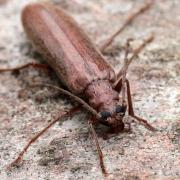 Calopus serraticornis (Linnaeus, 1758)