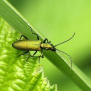 Chrysanthia viridissima (Linnaeus, 1758) - Chrysanthie verte