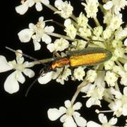 Chrysanthia viridissima (Linnaeus, 1758) - Chrysanthie verte