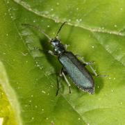 Ischnomera sp 