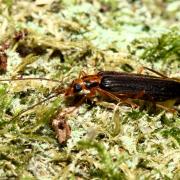 Nacerdes carniolica (Gistel, 1834)