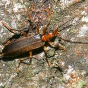 Nacerdes carniolica (Gistel, 1834)