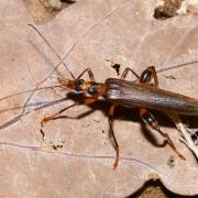 Oedemera femoralis Olivier, 1803 (mâle)