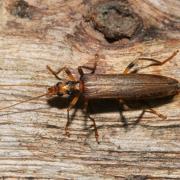 Oedemera femoralis Olivier, 1803 (femelle)