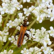 Oedemera femorata (Scopoli, 1763) (mâle)