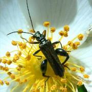 Oedemera flavipes (Fabricius, 1792) - Oedémère à pieds jaunes (mâle)