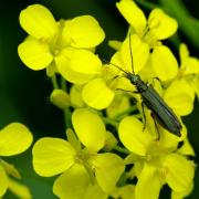 Oedemera nobilis (Scopoli, 1763) - Oedémère noble (femelle)