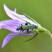 Oedemera nobilis (Scopoli, 1763) - Oedémère noble (mâle)