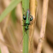 Oedemera nobilis (Scopoli, 1763) - Oedémère noble (mâle)