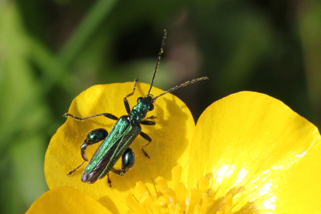 Oedemera nobilis (Scopoli, 1763) - Oedémère noble (mâle)