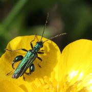 Oedemera nobilis (Scopoli, 1763) - Oedémère noble (mâle)